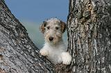 FOX TERRIER 705